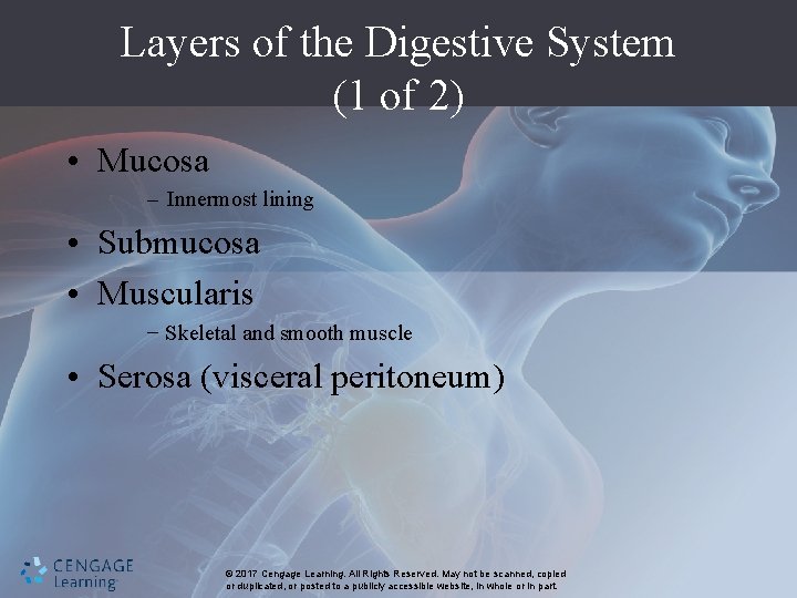 Layers of the Digestive System (1 of 2) • Mucosa – Innermost lining •