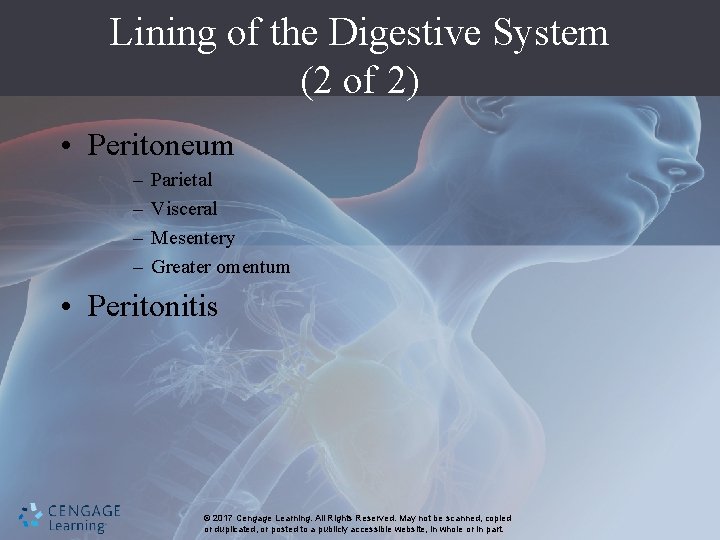 Lining of the Digestive System (2 of 2) • Peritoneum – – Parietal Visceral