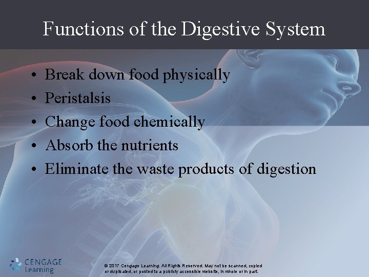 Functions of the Digestive System • • • Break down food physically Peristalsis Change