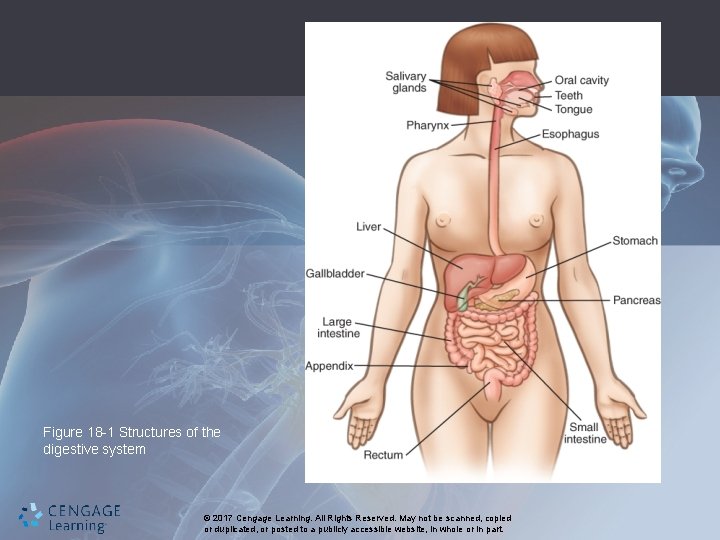 Figure 18 -1 Structures of the digestive system © 2017 Cengage Learning. All Rights