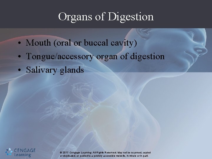 Organs of Digestion • Mouth (oral or buccal cavity) • Tongue/accessory organ of digestion