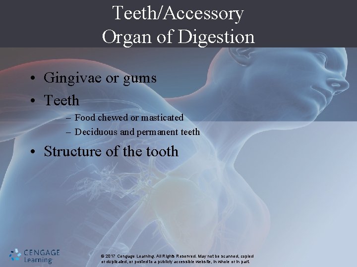 Teeth/Accessory Organ of Digestion • Gingivae or gums • Teeth – Food chewed or