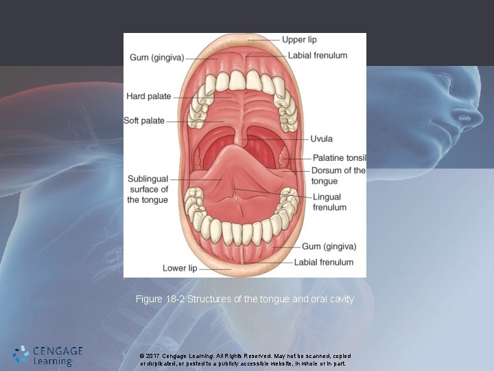 Figure 18 -2 Structures of the tongue and oral cavity © 2017 Cengage Learning.