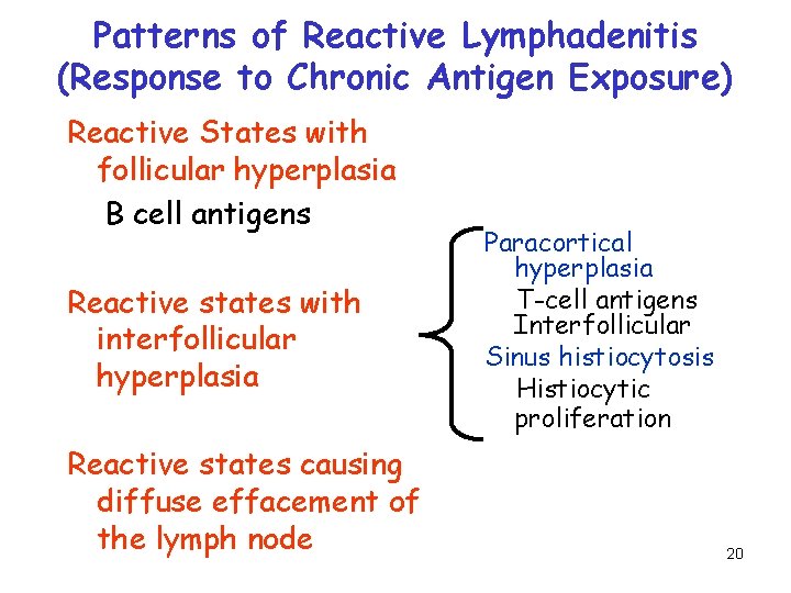 Patterns of Reactive Lymphadenitis (Response to Chronic Antigen Exposure) Reactive States with follicular hyperplasia