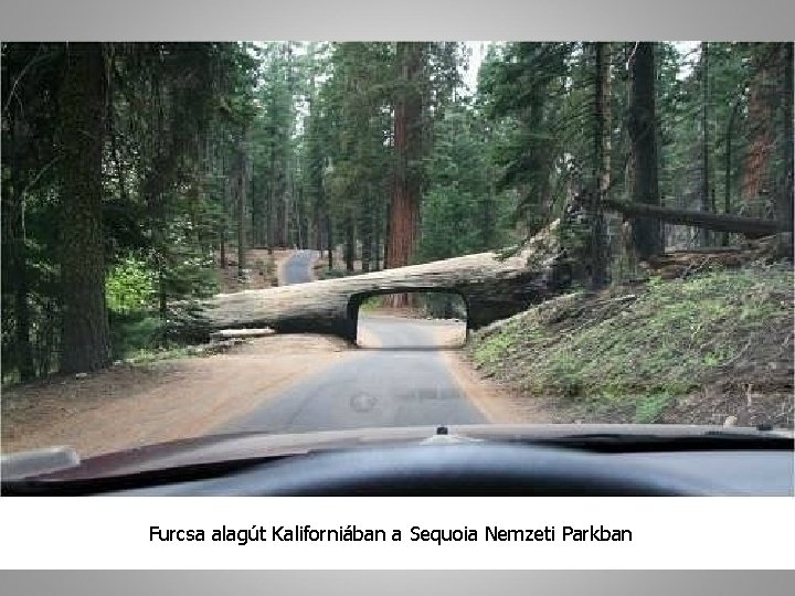 Furcsa alagút Kaliforniában a Sequoia Nemzeti Parkban 