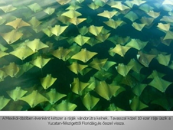 A Mexikói-öbölben évenként kétszer a ráják vándorútra kelnek. Tavasszal közel 10 ezer rája úszik