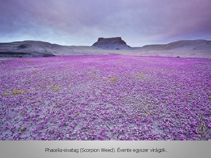 Phacelia-sivatag (Scorpion Weed). Évente egyszer virágzik. 