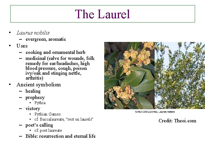The Laurel • Laurus nobilis – evergreen, aromatic • Uses – cooking and ornamental The Laurel • Laurus nobilis – evergreen, aromatic • Uses – cooking and ornamental