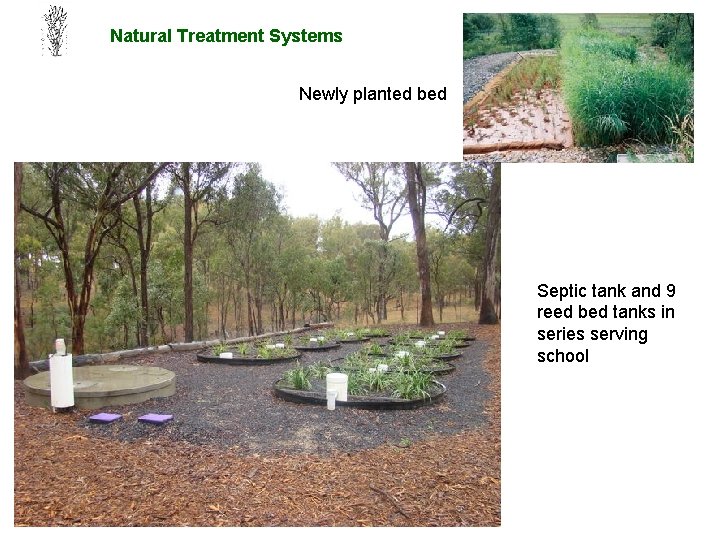 Natural Treatment Systems Newly planted bed Septic tank and 9 reed bed tanks in