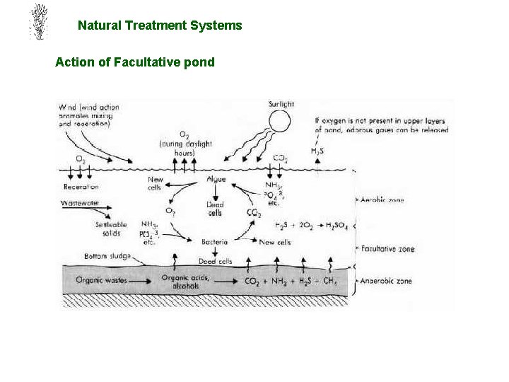 Natural Treatment Systems Action of Facultative pond 