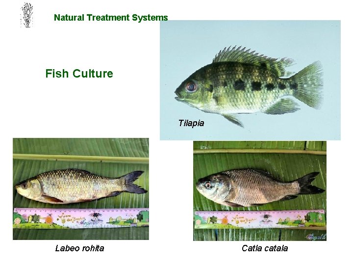 Natural Treatment Systems Fish Culture Tilapia Labeo rohita Catla catala 