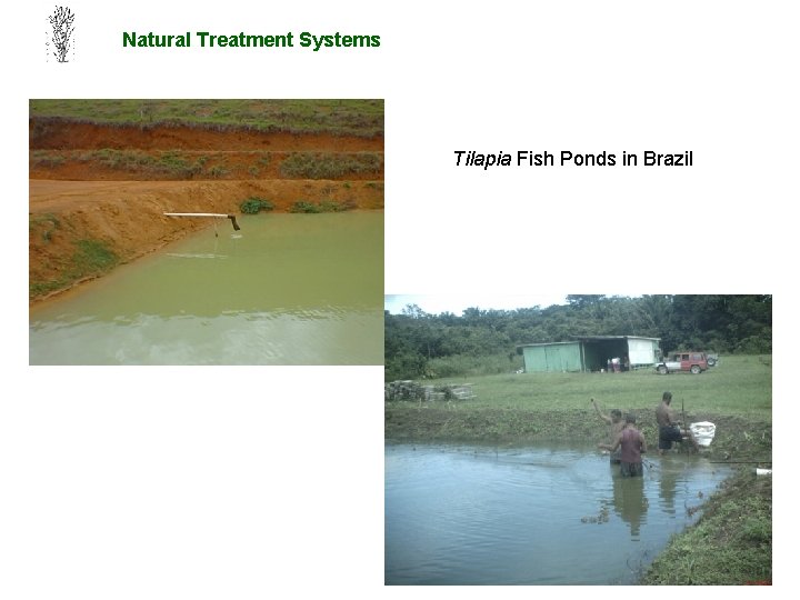 Natural Treatment Systems Tilapia Fish Ponds in Brazil 