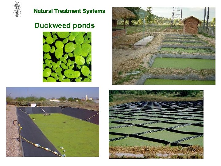 Natural Treatment Systems Duckweed ponds 