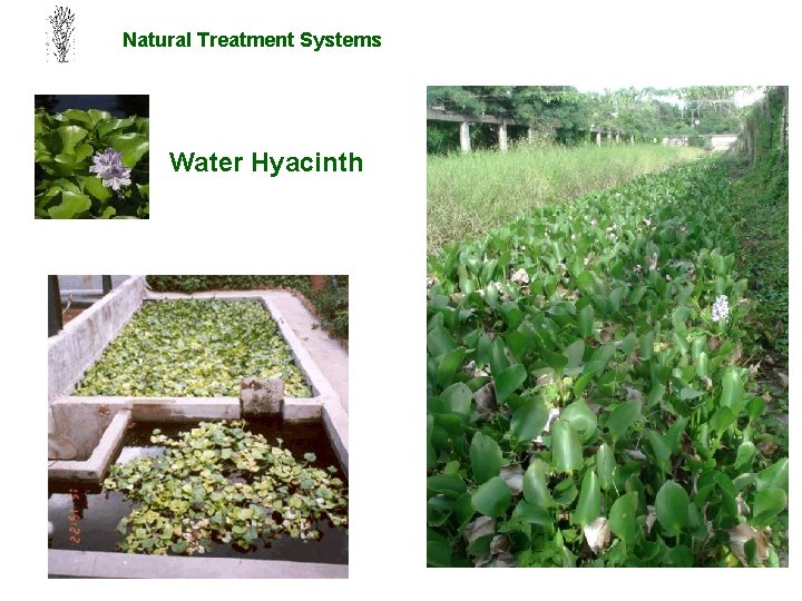 Natural Treatment Systems Water Hyacinth 