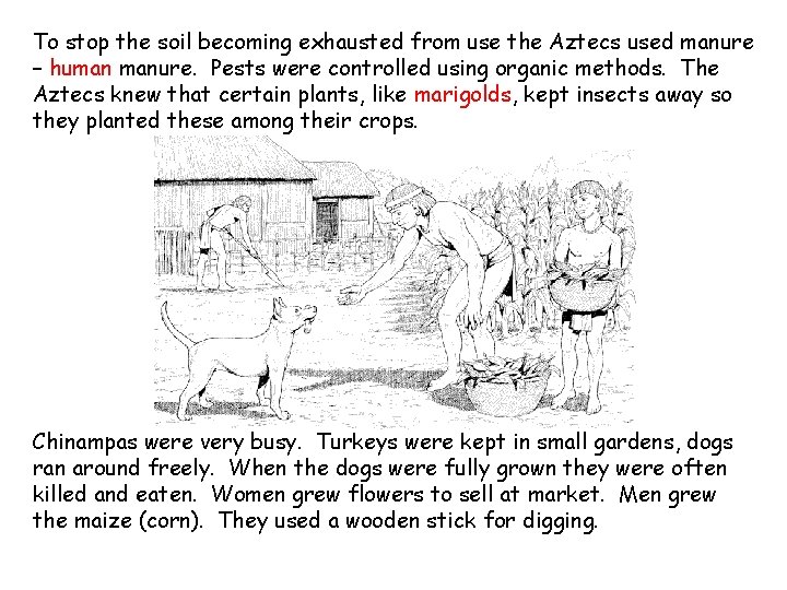 To stop the soil becoming exhausted from use the Aztecs used manure – human To stop the soil becoming exhausted from use the Aztecs used manure – human