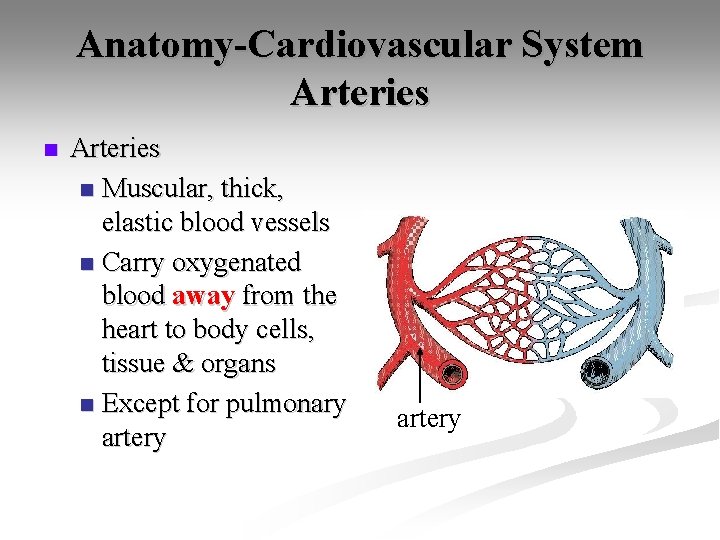 Anatomy-Cardiovascular System Arteries n Muscular, thick, elastic blood vessels n Carry oxygenated blood away