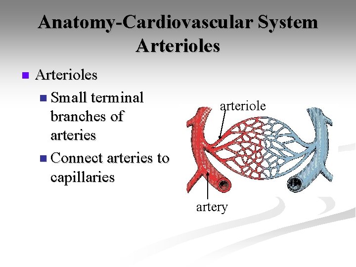 Anatomy-Cardiovascular System Arterioles n Small terminal branches of arteries n Connect arteries to capillaries