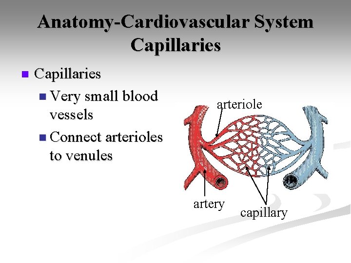 Anatomy-Cardiovascular System Capillaries n Very small blood vessels n Connect arterioles to venules arteriole