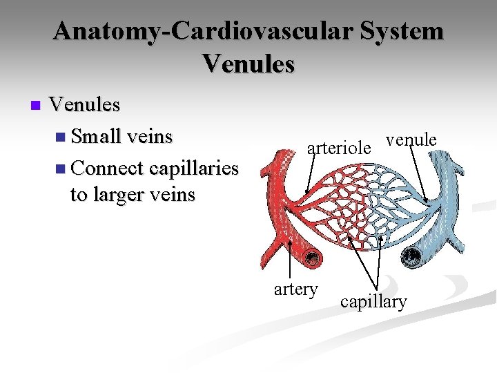 Anatomy-Cardiovascular System Venules n Small veins n Connect capillaries to larger veins arteriole venule