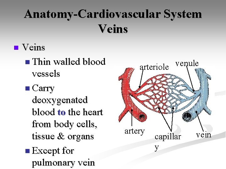 Anatomy-Cardiovascular System Veins n Thin walled blood vessels n Carry deoxygenated blood to the