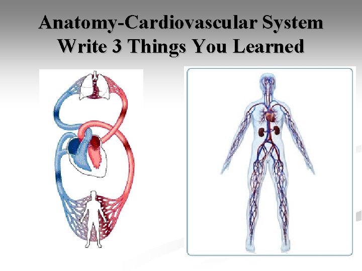 Anatomy-Cardiovascular System Write 3 Things You Learned 