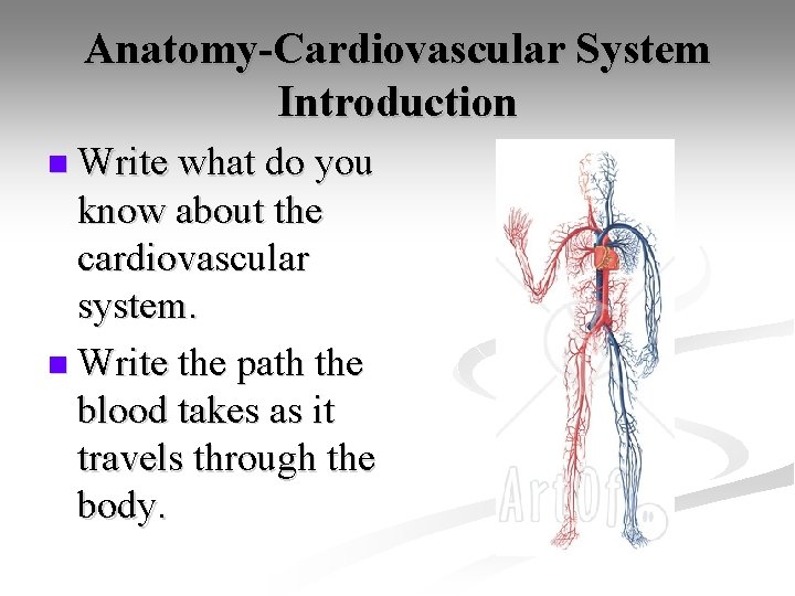 Anatomy-Cardiovascular System Introduction n Write what do you know about the cardiovascular system. n