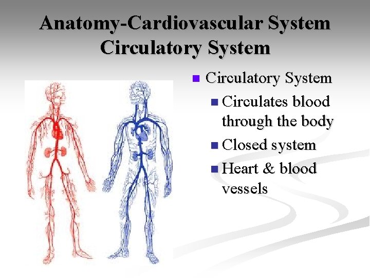 Anatomy-Cardiovascular System Circulatory System n Circulates blood through the body n Closed system n