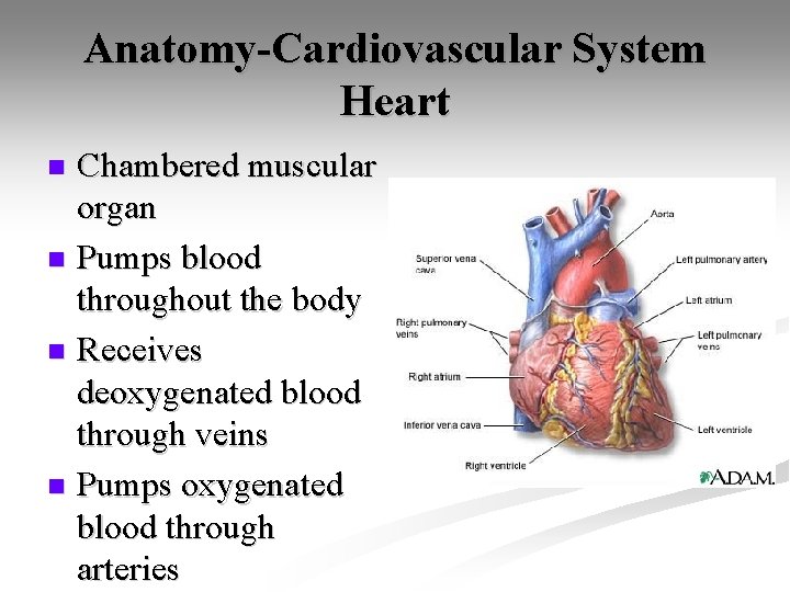 Anatomy-Cardiovascular System Heart Chambered muscular organ n Pumps blood throughout the body n Receives