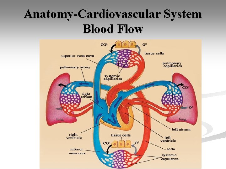 Anatomy-Cardiovascular System Blood Flow 