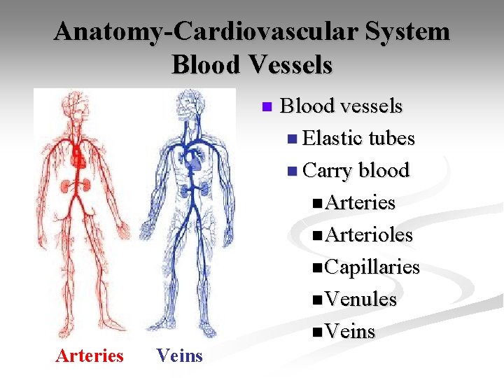 Anatomy-Cardiovascular System Blood Vessels n Arteries Veins Blood vessels n Elastic tubes n Carry