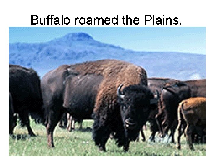 Buffalo roamed the Plains. 