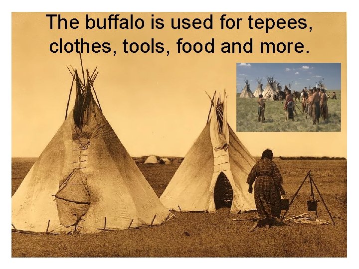 The buffalo is used for tepees, clothes, tools, food and more. 