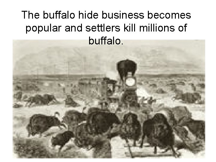 The buffalo hide business becomes popular and settlers kill millions of buffalo. 