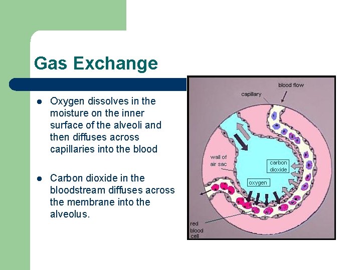 Gas Exchange l Oxygen dissolves in the moisture on the inner surface of the