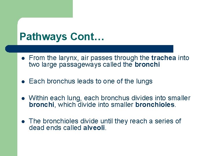 Pathways Cont… l From the larynx, air passes through the trachea into two large