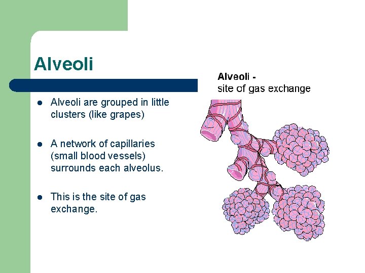 Alveoli l Alveoli are grouped in little clusters (like grapes) l A network of