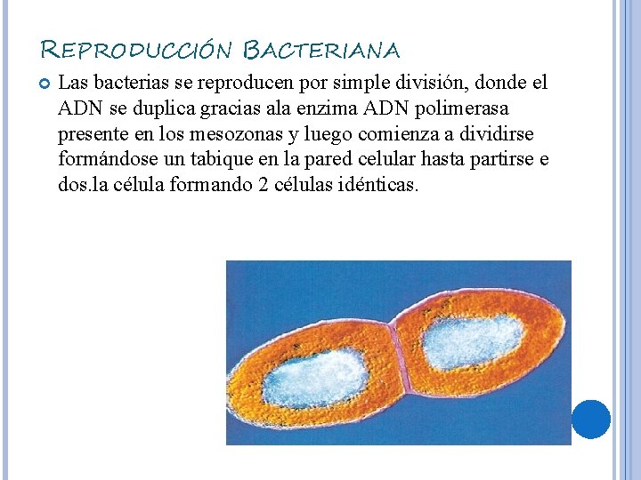 REPRODUCCIÓN BACTERIANA Las bacterias se reproducen por simple división, donde el ADN se duplica