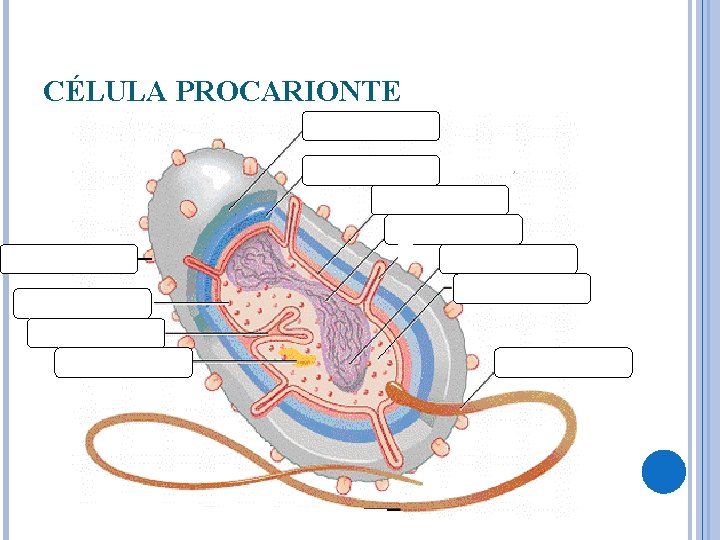 CÉLULA PROCARIONTE 