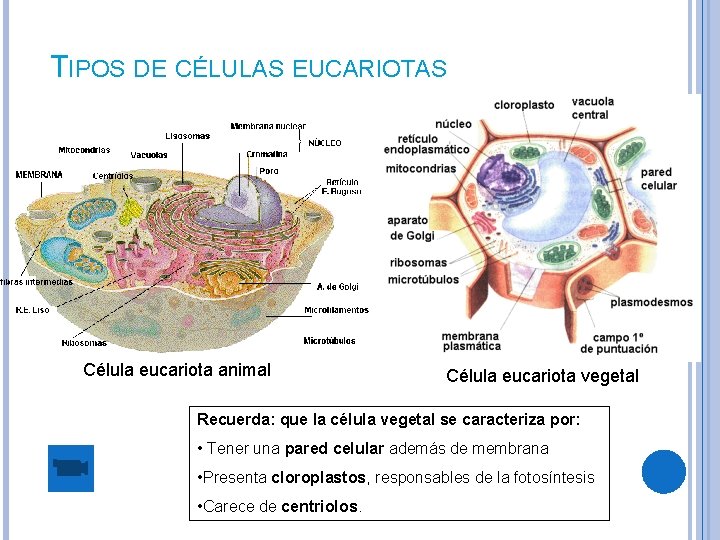 TIPOS DE CÉLULAS EUCARIOTAS Célula eucariota animal Célula eucariota vegetal Recuerda: que la célula