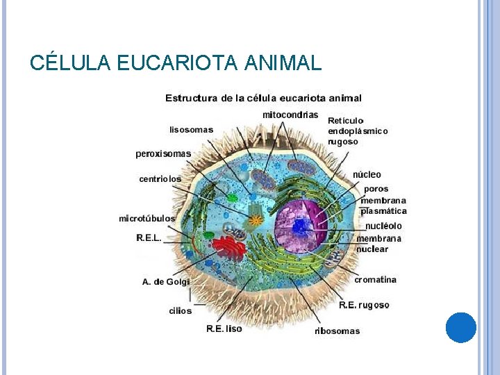 CÉLULA EUCARIOTA ANIMAL 