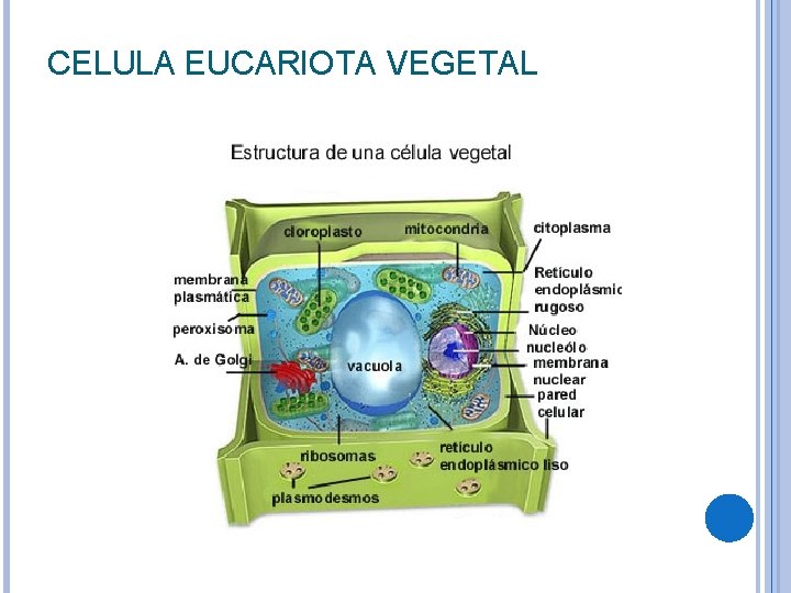 CELULA EUCARIOTA VEGETAL 