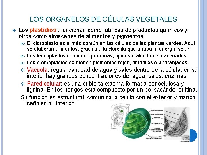 LOS ORGANELOS DE CÉLULAS VEGETALES v Los plastidios : funcionan como fábricas de productos