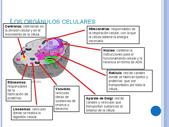 LOS ORGÁNULOS CELULARES Centriolos: intervienen en la división celular y en el movimiento de