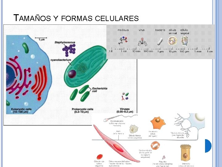 TAMAÑOS Y FORMAS CELULARES 