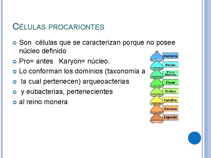 CÉLULAS PROCARIONTES Son células que se caracterizan porque no posee núcleo definido Pro= antes