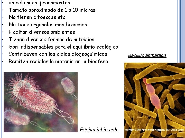  • • • unicelulares, procariontes Tamaño aproximado de 1 a 10 micras No