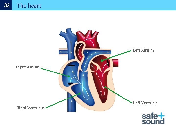 32 The heart Left Atrium Right Atrium Left Ventricle Right Ventricle 