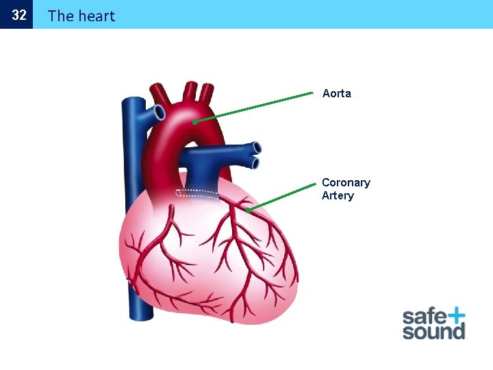 32 The heart Aorta Coronary Artery 