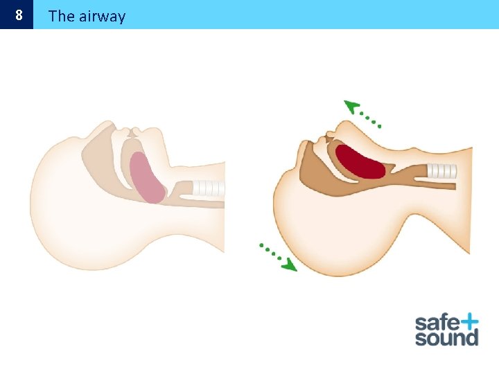 8 The airway 