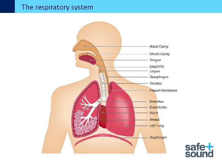 The respiratory system 